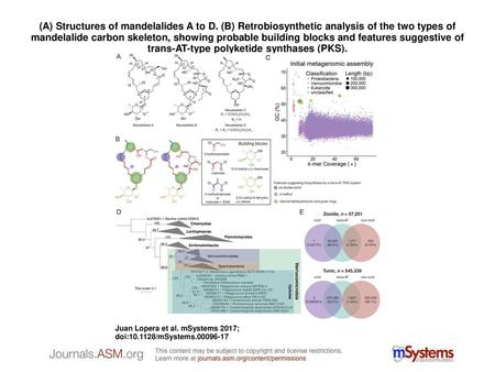 (A) Structures of mandelalides A to D