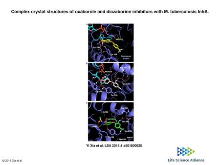 Complex crystal structures of oxaborole and diazaborine inhibitors with M. tuberculosis InhA. Complex crystal structures of oxaborole and diazaborine inhibitors.