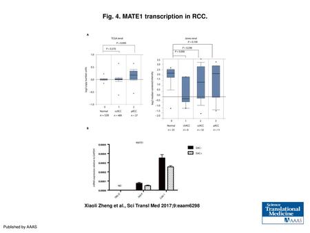 Fig. 4. MATE1 transcription in RCC.