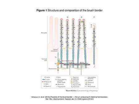 Figure 1 Structure and composition of the brush border