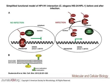 Simplified functional model of HP1/H1 interaction (C