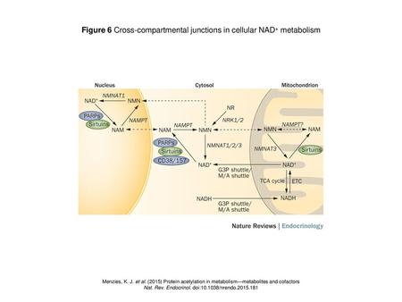 Figure 6 Cross-compartmental junctions in cellular NAD+ metabolism