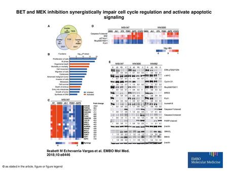 BET and MEK inhibition synergistically impair cell cycle regulation and activate apoptotic signaling BET and MEK inhibition synergistically impair cell.