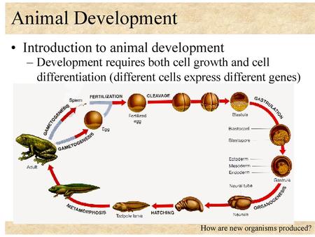 Animal Development Introduction to animal development