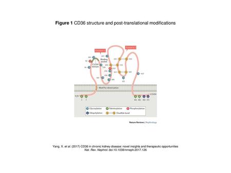 Figure 1 CD36 structure and post-translational modifications