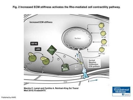 Fig. 2 Increased ECM stiffness activates the Rho-mediated cell contractility pathway. Increased ECM stiffness activates the Rho-mediated cell contractility.