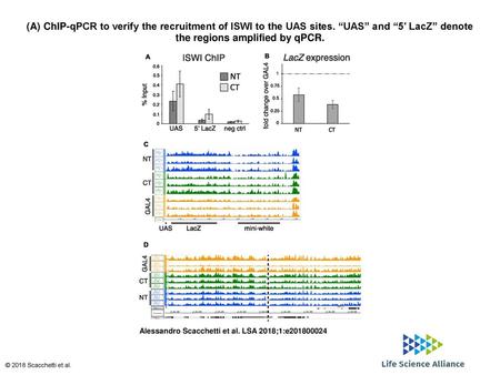 (A) ChIP-qPCR to verify the recruitment of ISWI to the UAS sites