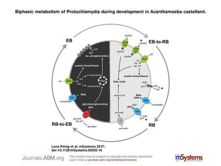 Biphasic metabolism of Protochlamydia during development in Acanthamoeba castellanii. Biphasic metabolism of Protochlamydia during development in Acanthamoeba.