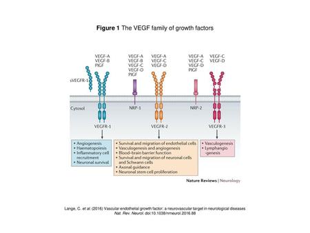 Figure 1 The VEGF family of growth factors