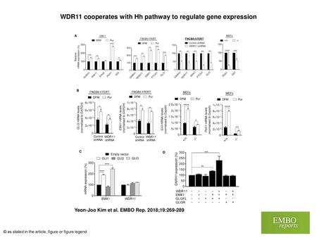 WDR11 cooperates with Hh pathway to regulate gene expression