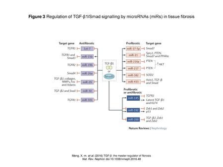 Figure 3 Regulation of TGF-β1/Smad signalling by microRNAs (miRs) in tissue fibrosis Figure 3 | Regulation of TGF-β1/Smad signalling by microRNAs (miRs)