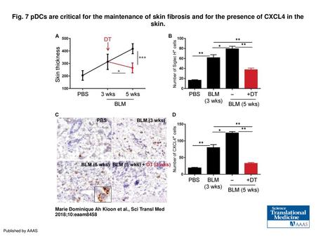 Fig. 7 pDCs are critical for the maintenance of skin fibrosis and for the presence of CXCL4 in the skin. pDCs are critical for the maintenance of skin.