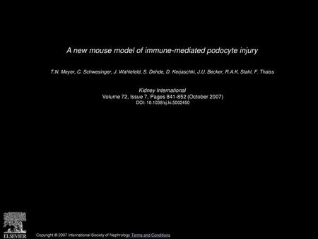 A new mouse model of immune-mediated podocyte injury