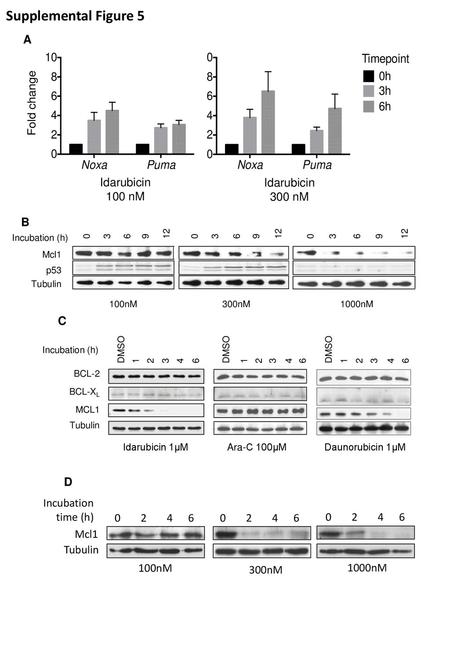 Supplemental Figure 5 v A Idarubicin 100 nM Idarubicin 300 nM B C D