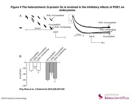 Figure 4 The heterotrimeric G-protein Gz is involved in the inhibitory effects of PGE1 on endocytosis. The heterotrimeric G-protein Gz is involved in the.