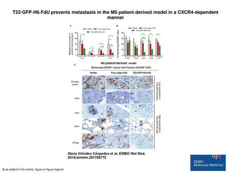 T22‐GFP‐H6‐FdU prevents metastasis in the M5 patient‐derived model in a CXCR4‐dependent manner T22‐GFP‐H6‐FdU prevents metastasis in the M5 patient‐derived.