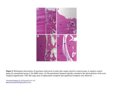 Figure 5. Histological observations of specimens retrieved at 8 weeks after surgery (positive control group, A; negative control group, B; experimental.