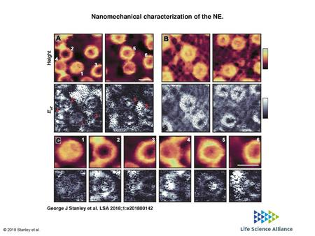 Nanomechanical characterization of the NE.