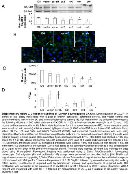 A B C D ID8 vector scr sh cx2 cx3 cx4 cx6 CX3CR1 β-tubulin * ID8