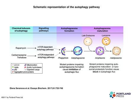 Schematic representation of the autophagy pathway