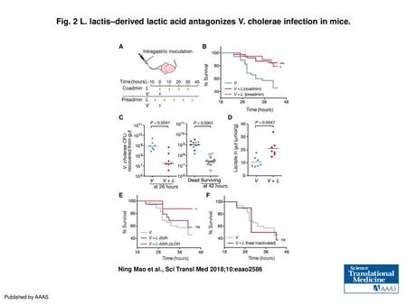 Fig. 2 L. lactis–derived lactic acid antagonizes V