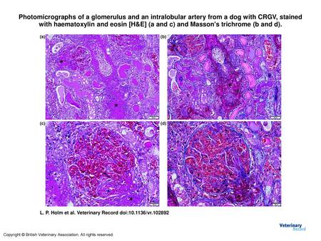 Photomicrographs of a glomerulus and an intralobular artery from a dog with CRGV, stained with haematoxylin and eosin [H&E] (a and c) and Masson's trichrome.