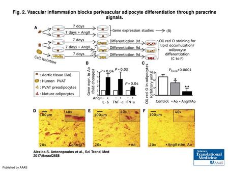 Fig. 2. Vascular inflammation blocks perivascular adipocyte differentiation through paracrine signals. Vascular inflammation blocks perivascular adipocyte.