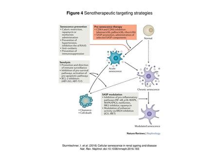 Figure 4 Senotherapeutic targeting strategies