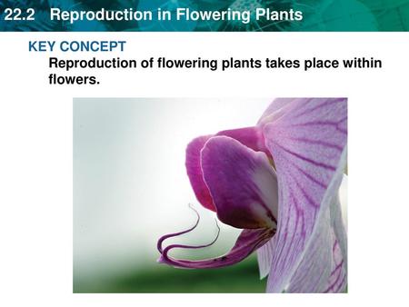 Flowers contain reproductive organs protected by: