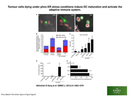 Tumour cells dying under phox‐ER stress conditions induce DC maturation and activate the adaptive immune system. Tumour cells dying under phox‐ER stress.