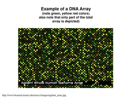 Example of a DNA Array (note green, yellow red colors; also note that only part of the total array is depicted) http://www.biomed.miami.edu/arrays/images/agilent_array.jpg.