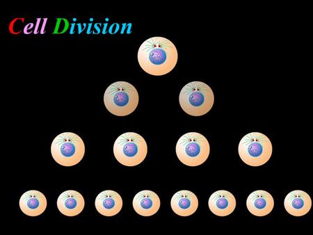 Mitosis The parent cell splits to produce two IDENTICAL daughter cells… each with the same number of chromosomes as the parent (46 chromosomes in humans)