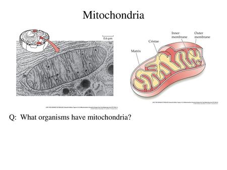 Mitochondria Q: What organisms have mitochondria?