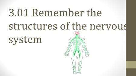 3.01 Remember the structures of the nervous system