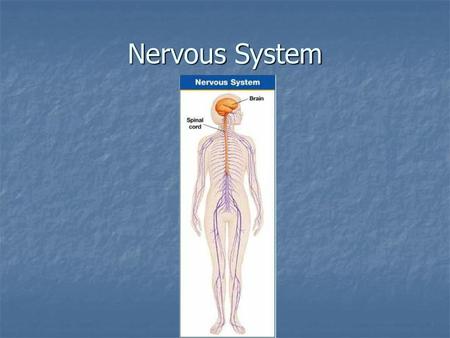 Nervous System.