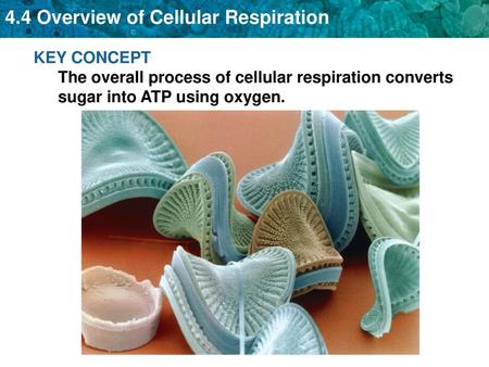 Cellular respiration makes ATP by breaking down sugars.