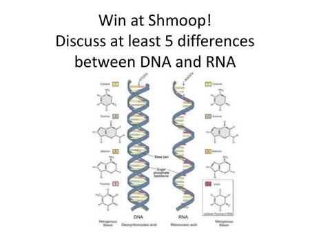 Win at Shmoop! Discuss at least 5 differences between DNA and RNA