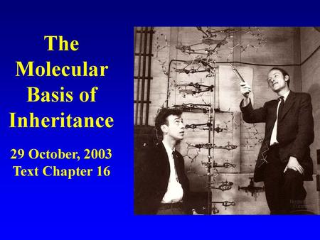 The Molecular Basis of Inheritance 29 October, 2003 Text Chapter 16