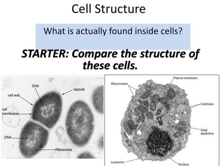 What is actually found inside cells?