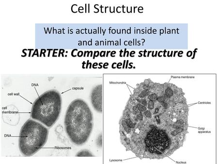 What is actually found inside plant and animal cells?