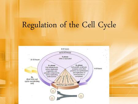 Regulation of the Cell Cycle