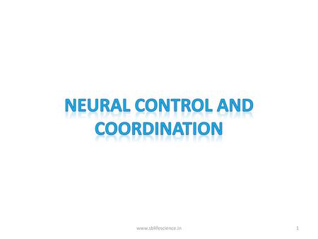 NEURAL CONTROL AND COORDINATION