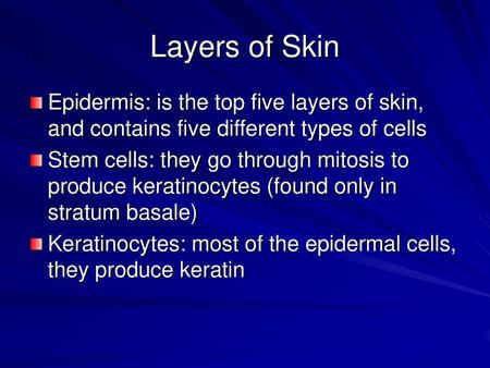 Layers of Skin Epidermis: is the top five layers of skin, and contains five different types of cells Stem cells: they go through mitosis to produce keratinocytes.