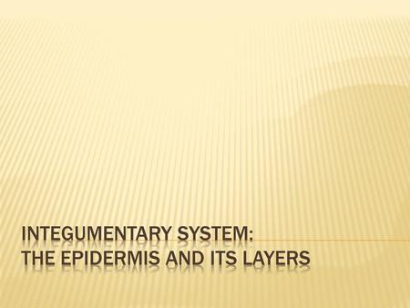 Integumentary system: the epidermis and its layers