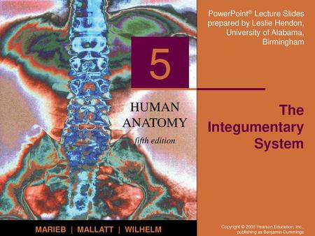 The Integumentary System