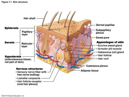 • Sebaceous (oil) gland • Hair follicle