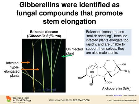 Bakanae disease (Gibberella fujikuroi)