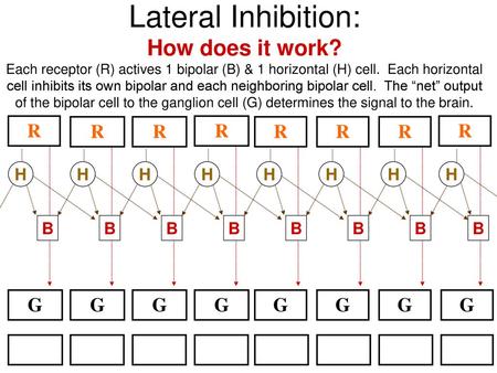 Lateral Inhibition: How does it work