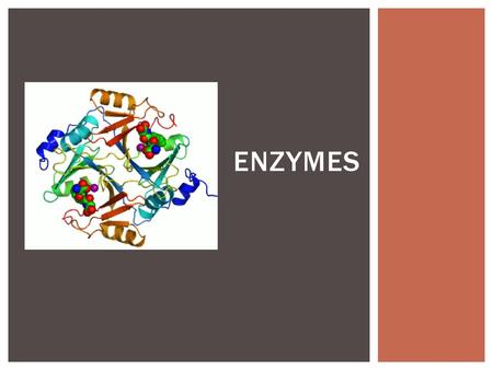 Enzymes.