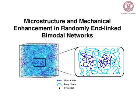 Bimodal Elastomer Networks